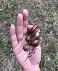 Godman's Garter Snake photo 2