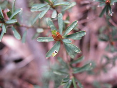 Pultenaea laxiflora