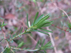 Pultenaea laxiflora