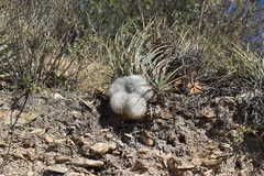 Mammillaria parkinsonii