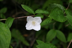 Philadelphus hirsutus