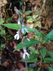 Zeuxine longilabris