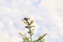 Pyrrhula erythaca