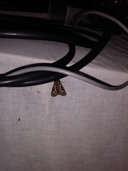 Apantesis williamsii