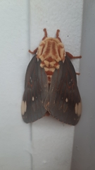 Citheronia beledonon