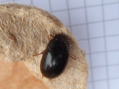Hydrobius