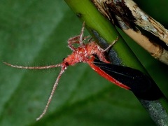 Drosicha