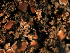 Fuscopannaria pacifica