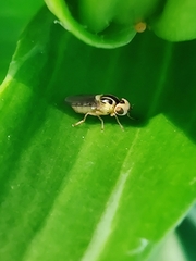 Chlorops
