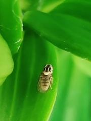 Chlorops
