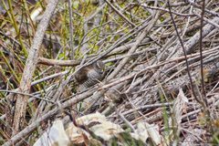 Accipiter nisus