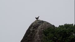 Francolinus pintadeanus