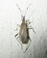 Dicranocephalus