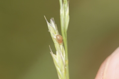 Aphis asclepiadis