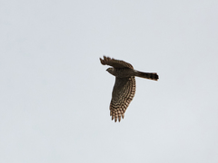 Accipiter nisus