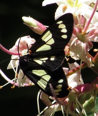 Gnophaela latipennis