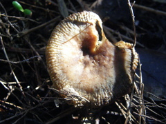 Russula acrolamellata