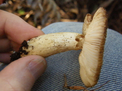 Russula acrolamellata