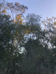 Calyptorhynchus lathami