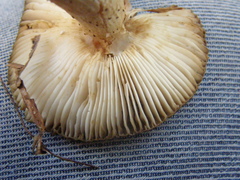 Russula acrolamellata
