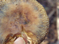 Russula acrolamellata