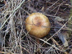 Russula acrolamellata