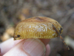 Russula acrolamellata