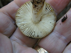 Russula acrolamellata