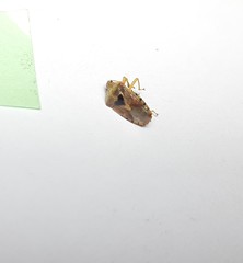 Elasmucha grisea