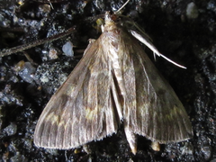 Ostrinia scapulalis