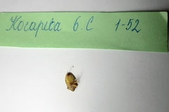Elasmucha grisea