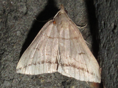 Zanclognatha griselda