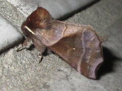 Gonoclostera timoniorum