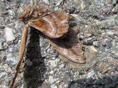 Phyllosphingia dissimilis