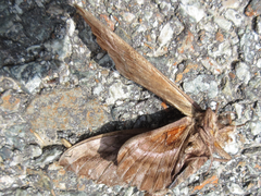 Phyllosphingia dissimilis