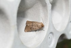 Hoplodrina octogenaria