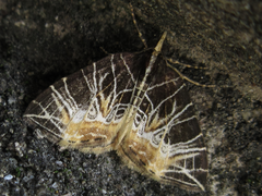 Evecliptopera illitata