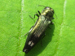 Agrilus chujoi