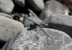 Macrothemis pseudimitans