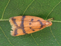 Periacma delegata