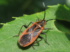 Arocatus melanostoma