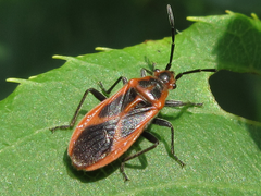 Arocatus melanostoma