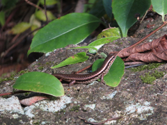 Sphenomorphus indicus