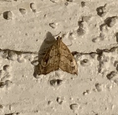 Scybalistodes periculosalis