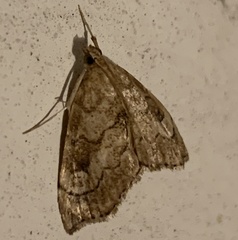 Scybalistodes periculosalis