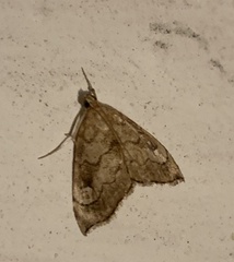 Scybalistodes periculosalis