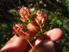 Triantha occidentalis