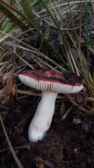 Russula persanguinea