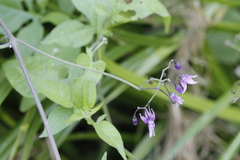 Solanum dulcamara