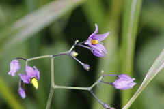 Solanum dulcamara